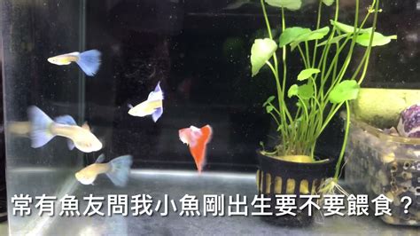 孔雀魚要養幾隻|來養魚吧！孔雀魚新手入門教學！